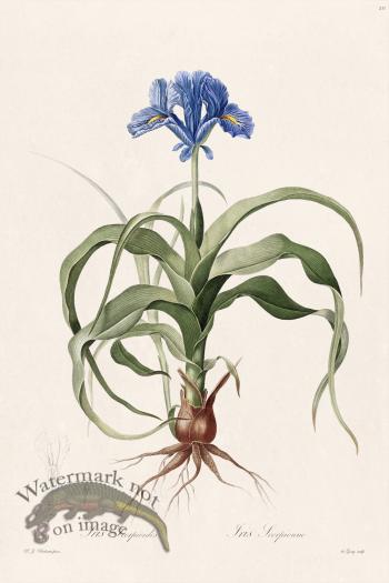 Les Liliacees Redoute 211